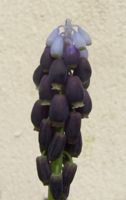 Muscari_grandiflorum.jpg