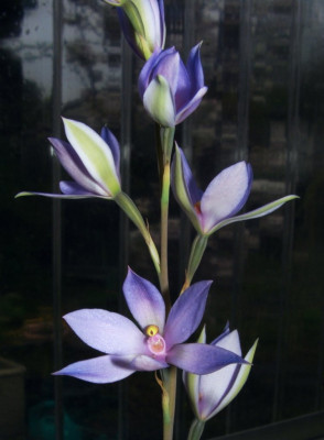 Thelymitra_crinita_x__nuda.jpg