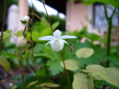 Epimedium_x_youngianum_Niveum.jpg