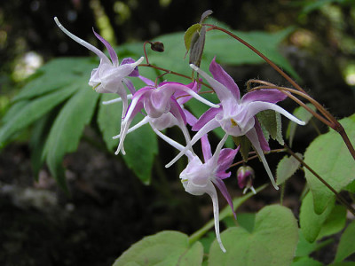 epi_grandiflorum_chris_norton.jpg