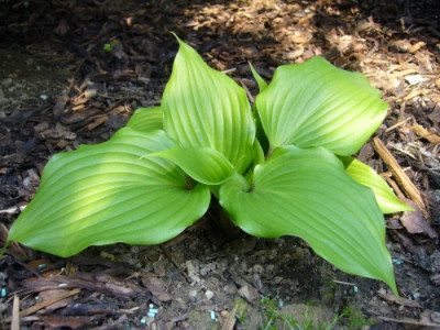 Hosta_One_Mans_Treasure.jpg