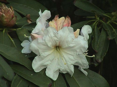 Rh._decorum_26.05.04.jpg