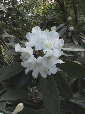 Rh._Nymphenburg.jpg