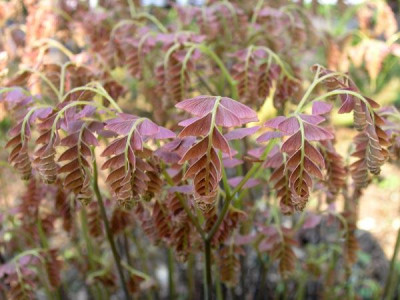 Adiantum_aleuticum_japonicu.jpg