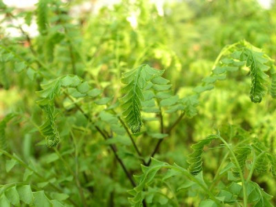 Adiantum_pedatum_Austrieb.jpg