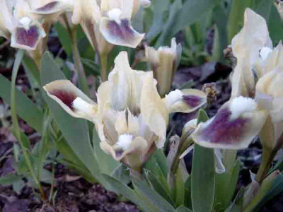 Iris_pumila_gelb.jpg