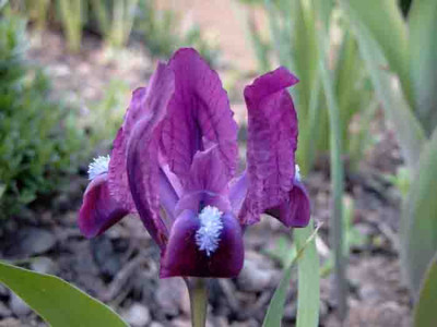 Iris_pumila_blauviolett.jpg