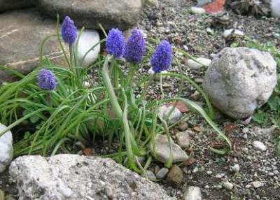Muscari_v._dopets..jpg