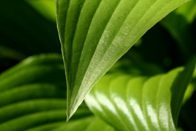Hosta-Studie-1.jpg