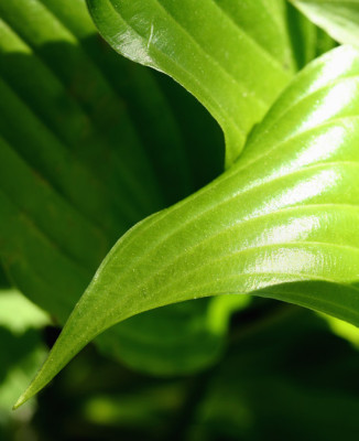 Hosta-Studie-2.jpg