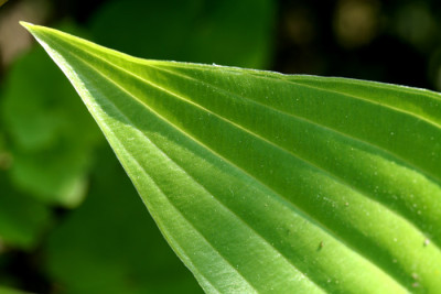Hosta-Studie-3.jpg