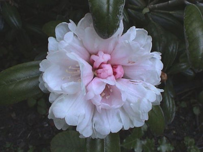 Rh._yakushimanum_Round_Leaves.jpg