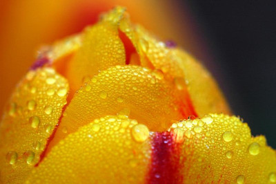 Tulipa_BoA_1_06-05-2006.jpg