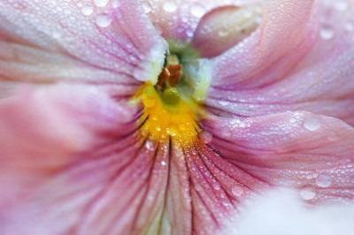 Viola_Wittr._3_06-05-2006.jpg