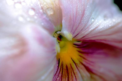 Viola_Wittr._2_06-05-2006.jpg