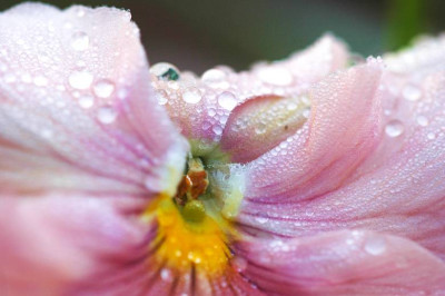 Viola_Wittr._1_06-05-2006.jpg
