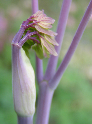 trieb_rochebrunianum.jpg