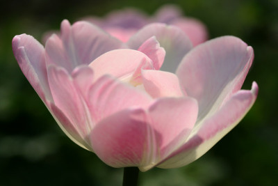 Tulpenversuch-1.jpg