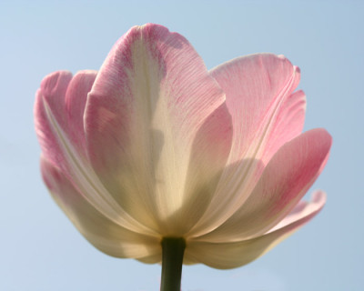 Tulpenversuch-2.jpg