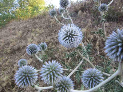 echinops sth 2.jpg