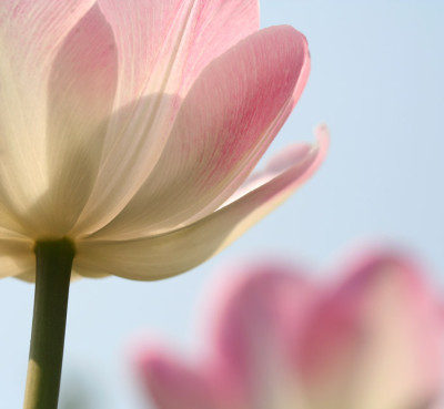 Tulpenversuch-3.jpg