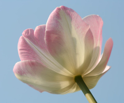 Tulpenversuch-4.jpg