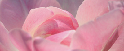 Tulpenversuch-6.jpg