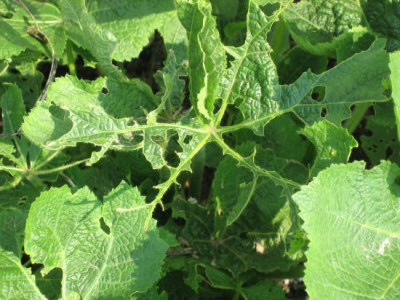 Stockrose_Fra_02401.jpg