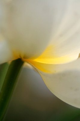 Tulpenversuch-7.jpg