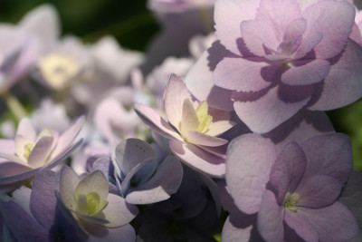 Hortensie-namenlos.jpg