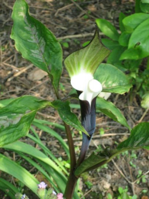 Arisaema_sik._02371.jpg