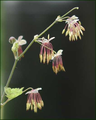 Thalictrum_occidentale.JPG