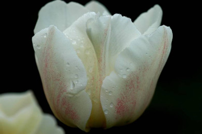 Tulipa_4_06-05-2006.jpg