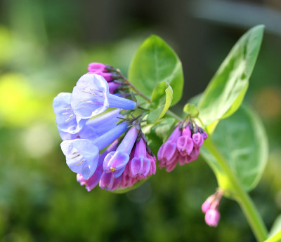 Mertensia-pulmonarioides.jpg