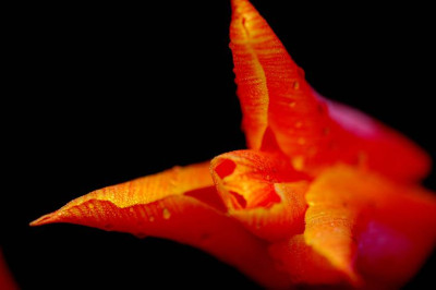 Tulipa_5_06-05-2006.jpg