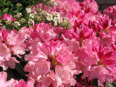 Rhodo_F.jpg