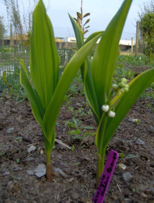convallaria_Golden_Grange_verkleind.JPG