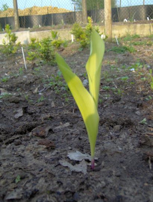 convallaria_-_gold_leaf_verkleind.JPG