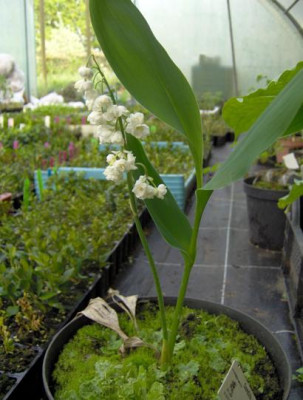 convallaria_maj_prolificans_verkleind.JPG