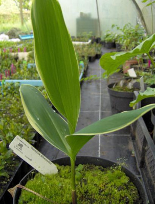 convallaria_silberconfoli_verkleind.JPG