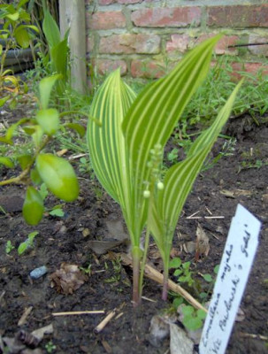 convallaria_Vic_pawlowskis_Gold_verkleind.JPG