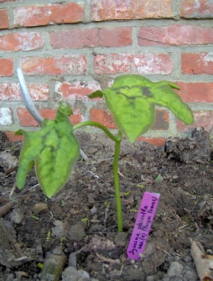 podophyllum_sp..._verkleind.JPG