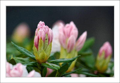 Rhodo_Cunningham_White_1_06-05-2006.jpg