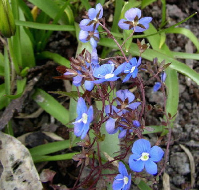 Veronica_penduncularis_Gerorgia_Blue.jpg