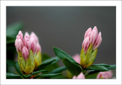Rhodo_Cunningham_White_2_06-05-2006.jpg