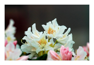 Rhodo_Cunningham_White_3_06-05-2006.jpg