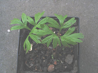 Paeonia_cambessedesii_Saemling.jpg