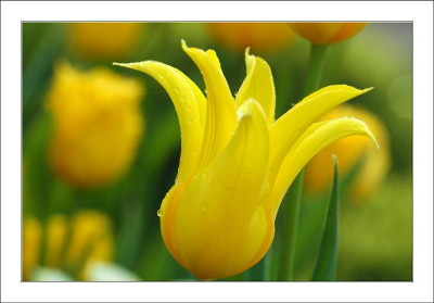 Tulipa_6_06-05-2006.jpg