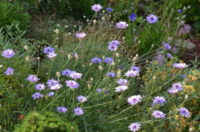 Catananche_caerulea.15-5.jpg