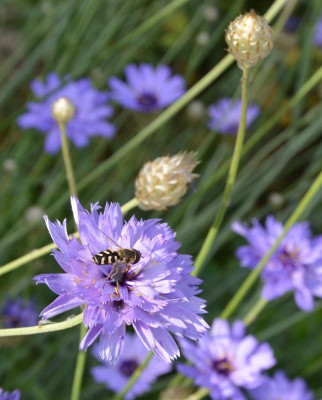 Catananche_caerulea.15-3.jpg